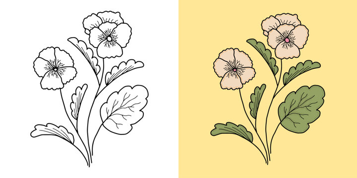 Elegant pansy floral doodle in line art and colored version vector illustration. Hand drawn pansy flower botanical vector illustration