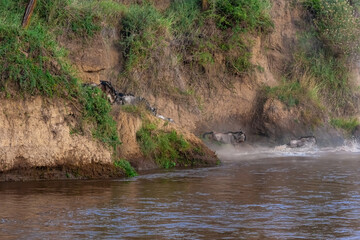 Сrossing across Mara River in Kenya. Zebras and wildebeest from Masai mara to Serengeti, Africa