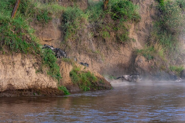 Сrossing across Mara River in Kenya. Zebras and wildebeest from Masai mara to Serengeti, Africa