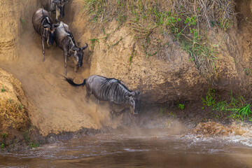 Сrossing across Mara River in Kenya. Zebras and wildebeest from Masai mara to Serengeti, Africa © Victor