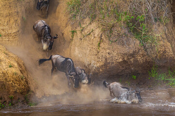 Сrossing across Mara River in Kenya. Zebras and wildebeest from Masai mara to Serengeti, Africa © Victor