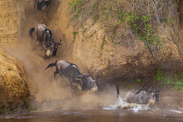 Сrossing across Mara River in Kenya. Zebras and wildebeest from Masai mara to Serengeti, Africa © Victor