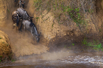 Сrossing across Mara River in Kenya. Zebras and wildebeest from Masai mara to Serengeti, Africa © Victor