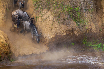 Сrossing across Mara River in Kenya. Zebras and wildebeest from Masai mara to Serengeti, Africa © Victor