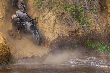 Сrossing across Mara River in Kenya. Zebras and wildebeest from Masai mara to Serengeti, Africa © Victor