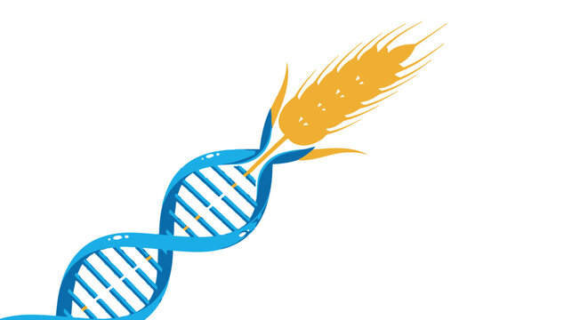 Genetic Modification of Wheat Concept: DNA double helix merging with ripe grain ear symbolizing biotechnology, crop science, and GMO development in agriculture.