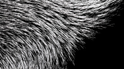 White Fur Texture Against Black Background graphic