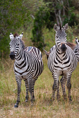 Obraz premium Portrait of few zebras in savannah. Masai Mara, Kenya