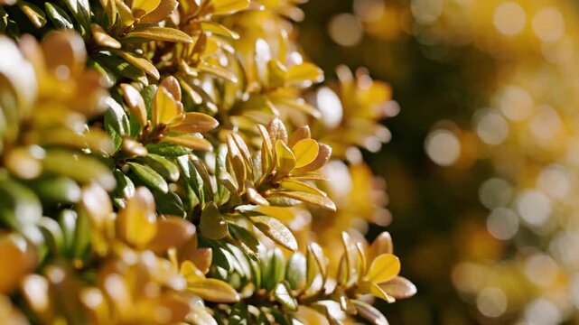 Close-up of green and golden leaves with bokeh background, soft lighting, and focused details