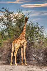 Southern Giraffe Feeding on Dry Acacia Branches in the Kalahari during the dry season