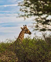 Southern Giraffe Feeding on Dry Acacia Branches in the Kalahari during the dry season