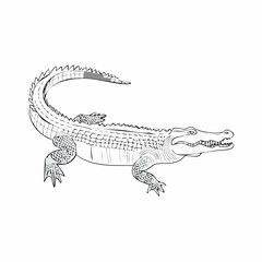 Naklejka premium Realistic line art illustration of a powerful alligator in profile view on a white background