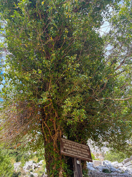 Sacred tree with informational sign in natural setting