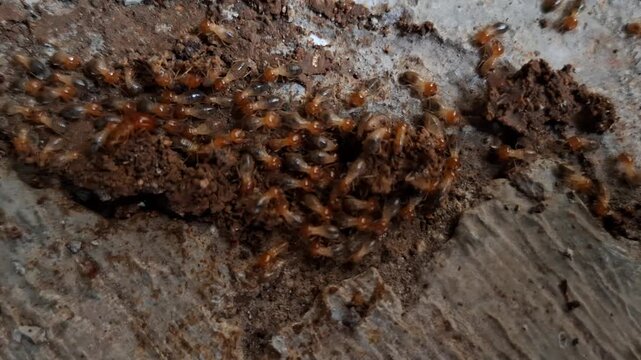 A macro view of a large subterranean termite colony crawling over soil trails and concrete surfaces during an infestation.