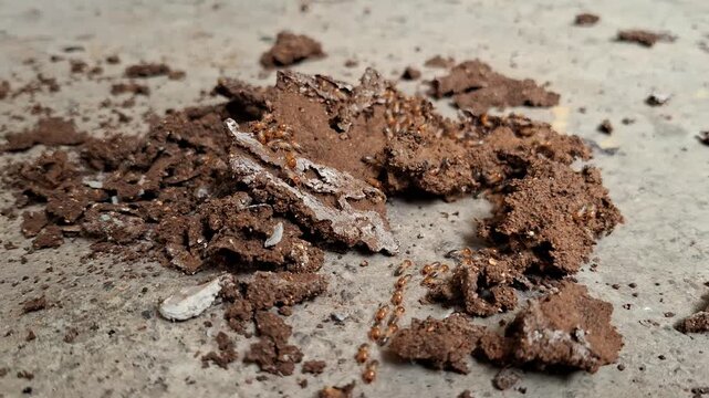 A macro view of a large subterranean termite colony crawling over soil trails and concrete surfaces during an infestation.