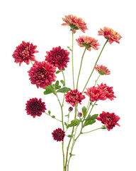 Red Chrysanthemum Flowers Isolated on Transparent Background with Clipping Path © DEWINs