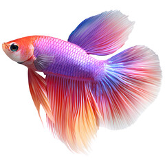 Fototapeta premium Colorful betta fish with flowing fins isolated on transparent background.