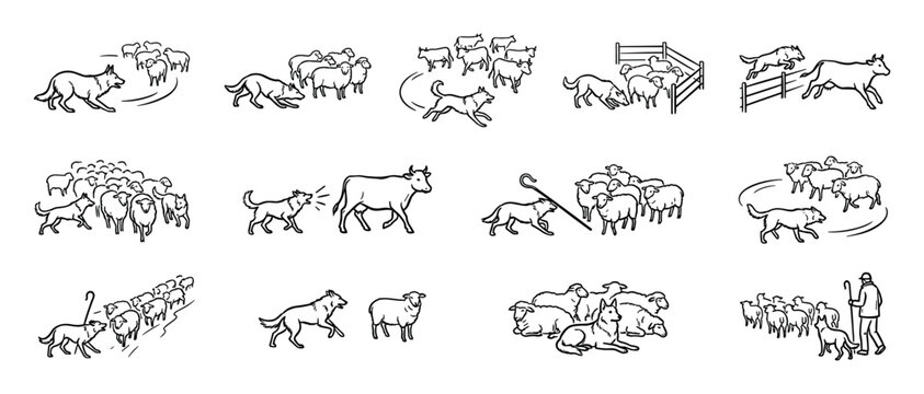 Set of hand-drawn herding dog illustrations showing a working sheepdog guiding, guarding, and rounding up sheep and cattle in various farm scenes, presented as a simple line art icon collection