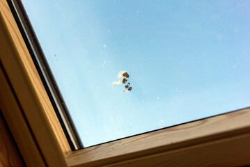bird poo on the skylight window