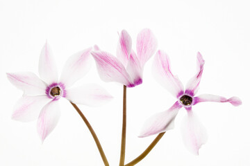 Jasne kwiaty cyklamenu z copy space, delikatna estetyka © Elżbieta Kaps