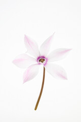 Jasne kwiaty cyklamenu z copy space, delikatna estetyka © Elżbieta Kaps