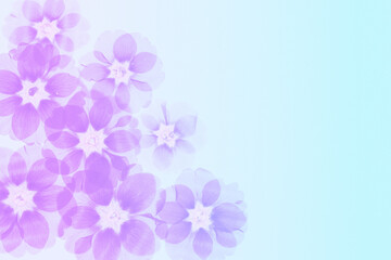 Naturalne tło floral z suszonych pierwiosnków w jasnym różu i błękicie © Elżbieta Kaps