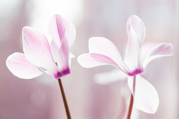 Delikatne biało-różowe cyklameny na jasnym rozmytym tle © Elżbieta Kaps