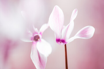 Delikatne biało-różowe cyklameny na jasnym rozmytym tle © Elżbieta Kaps