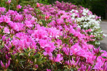 色鮮やかなツツジの花