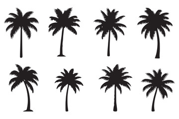 palm trees  vector in black silhouettes on a white background.