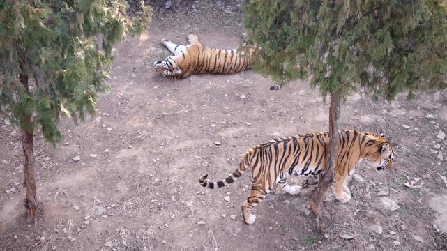 Animals kept in cages in the zoo, tigers ， South China tigers,