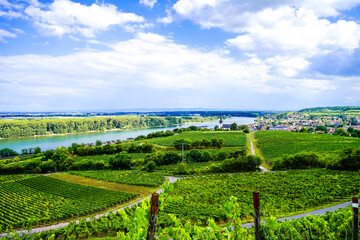 View of the Rhine and the surrounding landscape near Nierstein. Nature along the river with hiking...