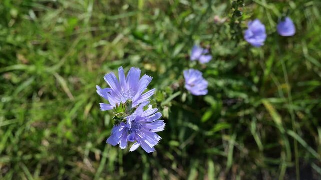 Blue chicory flower (Cichorium endivia) in slight breeze, shallow depth of field
