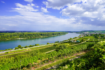 View of the Rhine and the surrounding landscape near Nierstein. Nature along the river with hiking trails and vineyards.  © Elly Miller