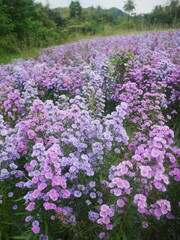 Purple and Pink flower, Purple and Pink Margaret flowers, Purple and Pink Aster amellus in a garden
