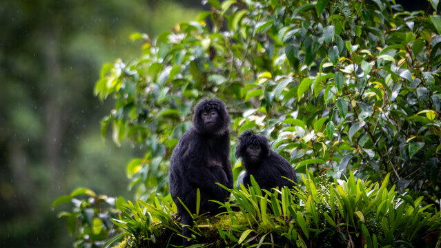 Trachypithecus auratus (lutung jawa, budeng, East Javan langur, Javan langur) on the tree. endagered animal.