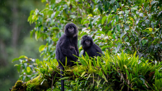 Trachypithecus auratus (lutung jawa, budeng, East Javan langur, Javan langur) on the tree. endagered animal.