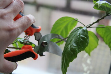 a human hand cuts off a branch of a plant,