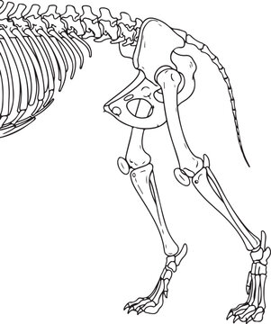 Line drawing of a dog's pelvic girdle and hind leg skeleton, highlighting joint structure and bone articulation. , Generative Ai