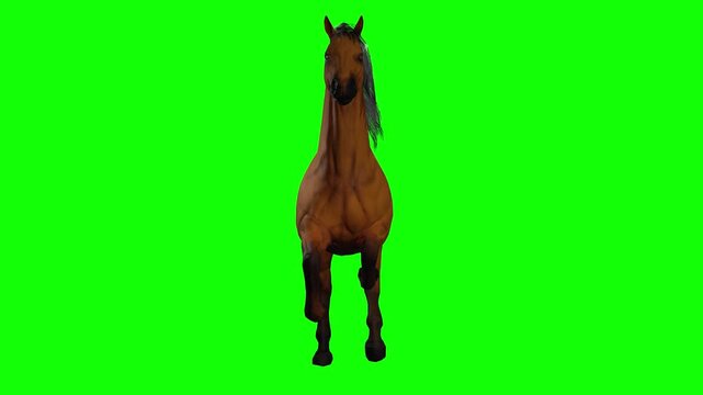 Running horse galloping forward on green screen chromakey background in 3d animated cartoon animation style. Dynamic equine motion with smooth loop ideal for compositing, farming, racing,