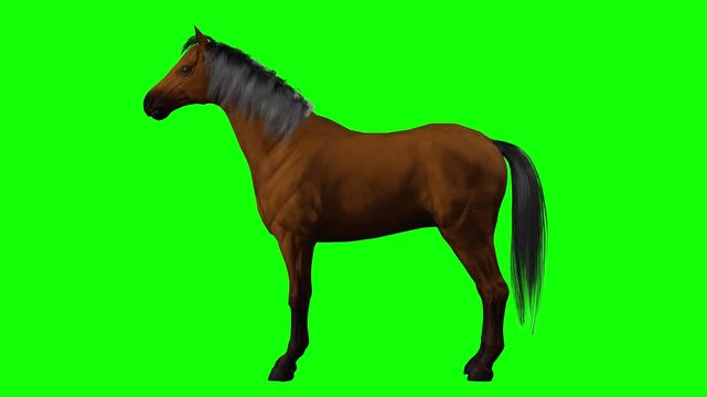 Standing horse resting in profile on green screen chromakey background in 3d animated cartoon animation style. Calm equine character holding still pose suitable for farm, ranch, western,