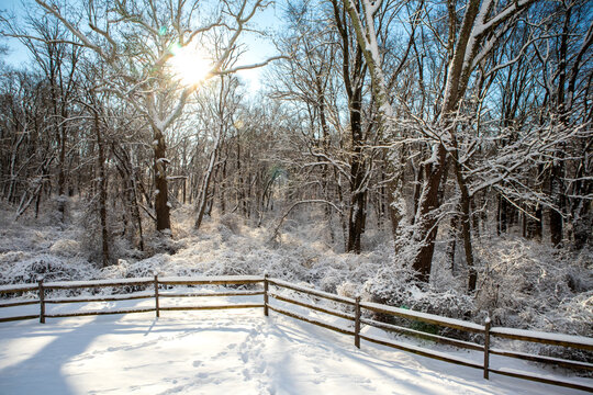 Sunlight shining through snowy forest and rustic fence in Pennsylvania
