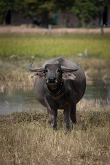 Obraz premium Cambodian ox in the countryside