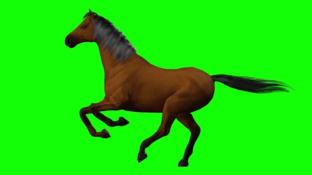 Side view running horse galloping on green screen chromakey background in 3d animated cartoon animation style. Realistic equine stride with powerful motion cycle ideal for racing, farm, and action