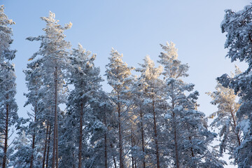 pine trees covered with frozen frost.