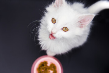 A funny white kitten on a dark background eats food
