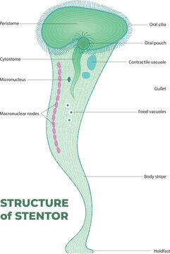 The Structure of Stentor diagram