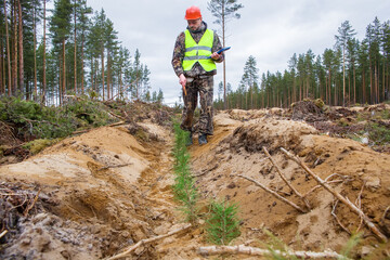 A man, a forest engineer, checks the quality of forest planting.