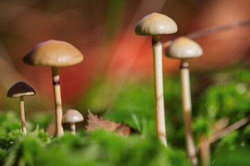 Mushrooms containing psilocybin grow in the forest.