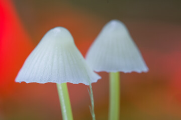 Mushrooms containing psilocybin grow in the forest.